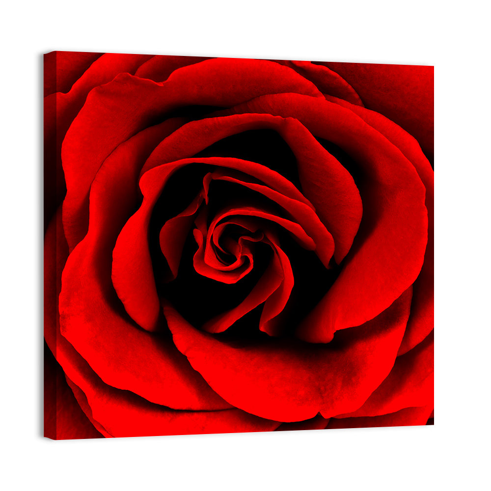 Velvety Red Rose Close-up Wall Art