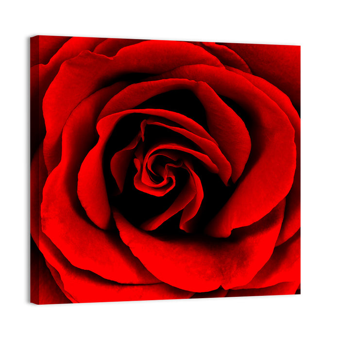 Velvety Red Rose Close-up Wall Art as a canvas print