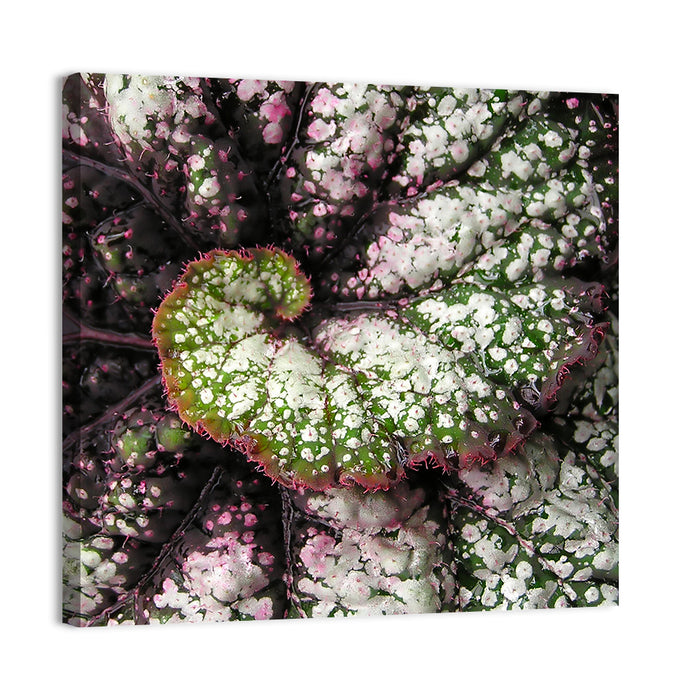 Begonia Leaf Spiral Geometry Wall Art as a canvas print