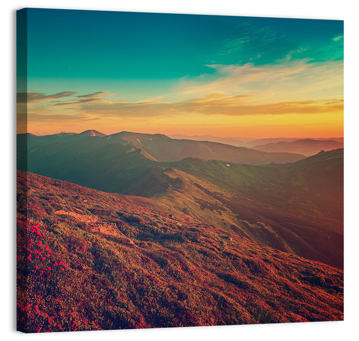 Alpine Rhododendrons at Golden Sunrise Wall Art as a canvas print
