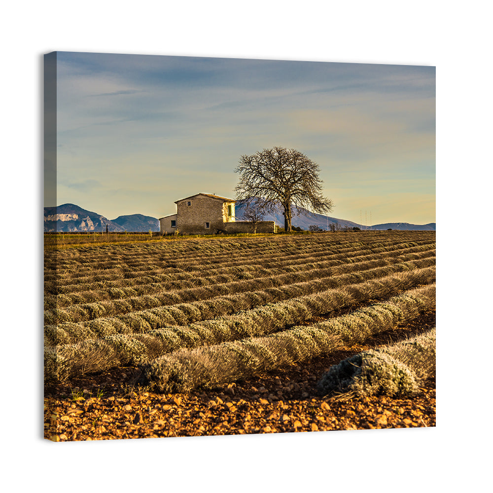 Rustic Provence Lavender Rows at Golden Hour Wall Art, canvas print, square