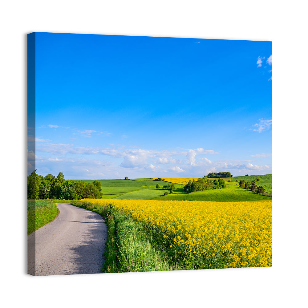 Rapeseed Field Road Under Blue Sky Wall Art