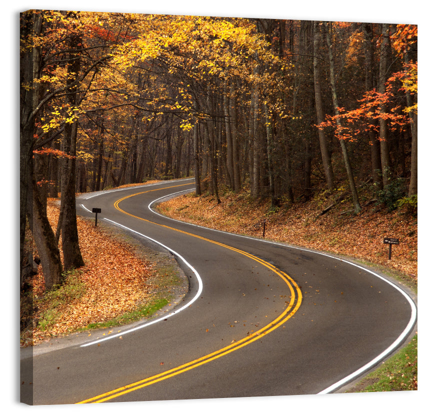 S-curve Road Through Autumn Forest Wall Art, canvas print, square