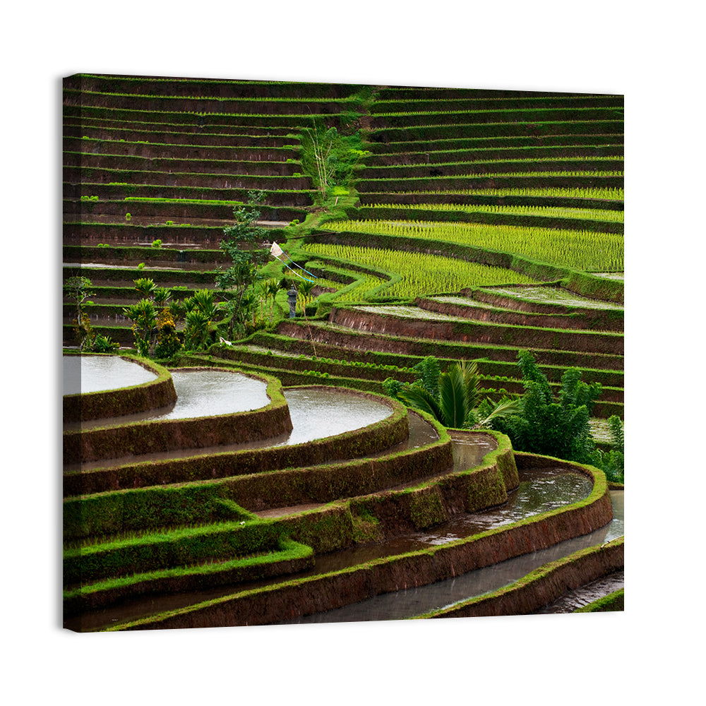 Lush Rice Terraces Wall Art, canvas print, square