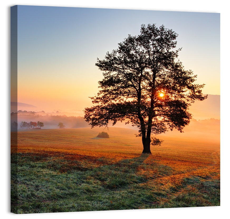 Misty Meadow Sunrise with Lone Tree Wall Art