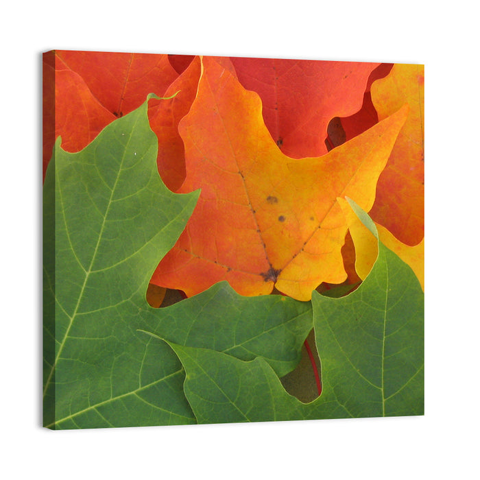 Autumn Maple Leaves Wall Art as a canvas print