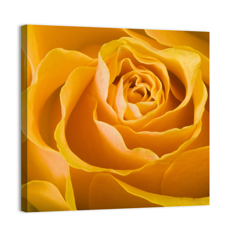 Yellow Rose Wall Art