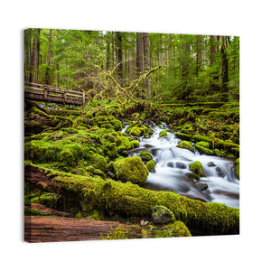 Cascade Forest Stream Wall Art