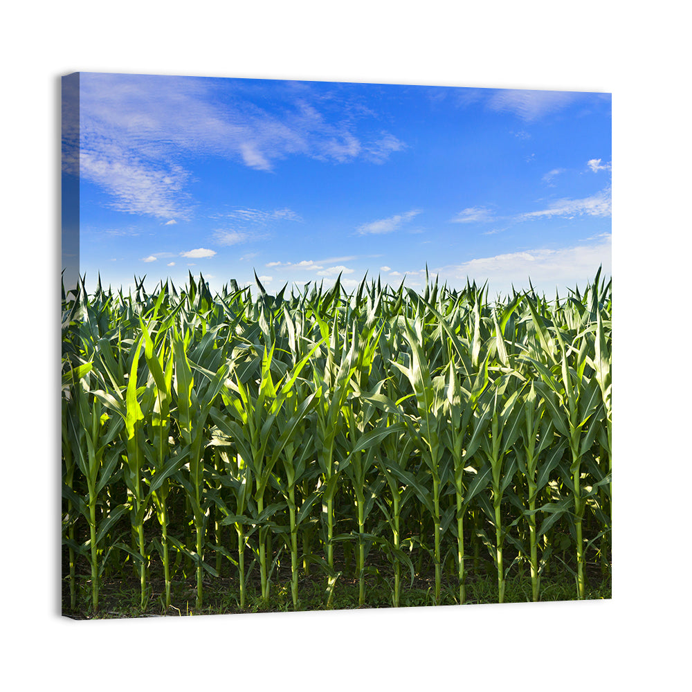 Green Corn Field Wall Art