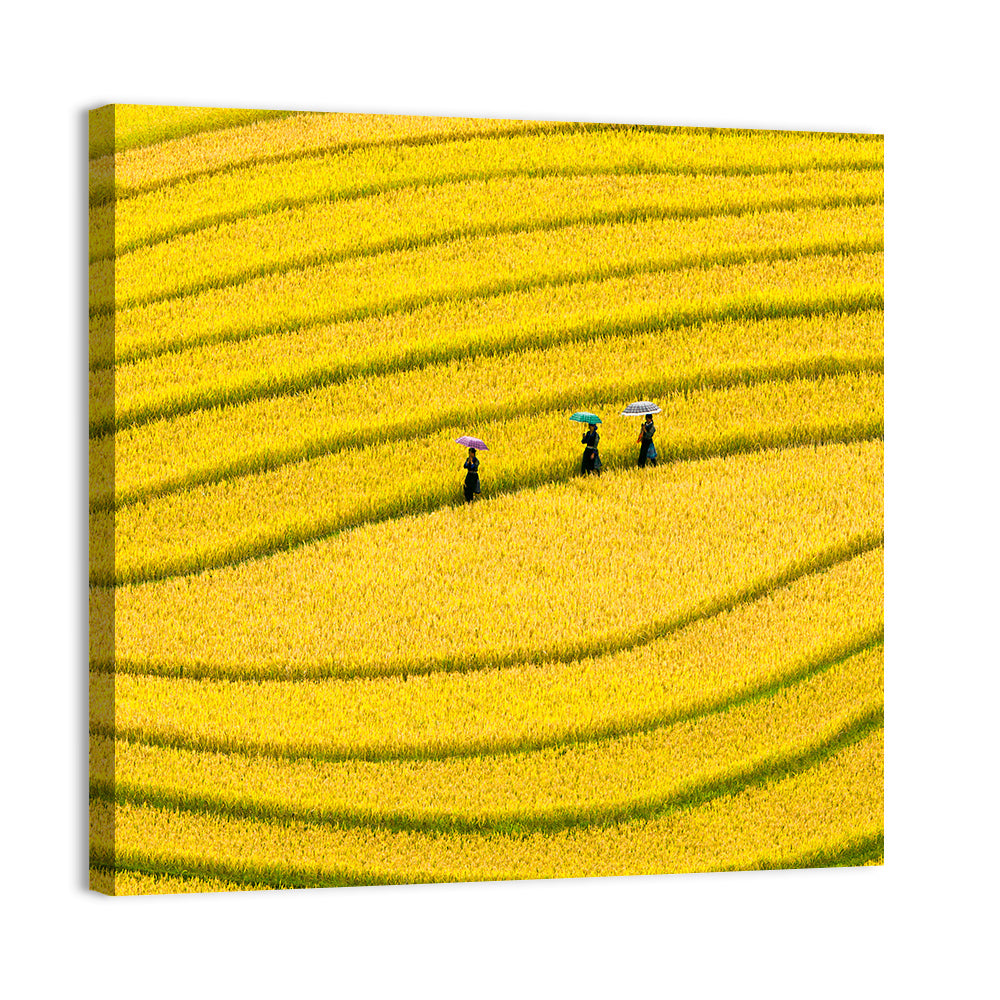 Golden Rice Terraces with Umbrellas Wall Art, canvas print, square