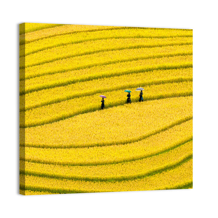 Golden Rice Terraces with Umbrellas Wall Art as a canvas print