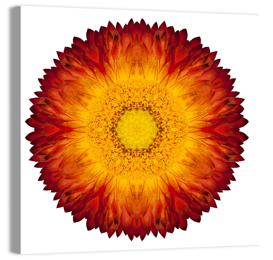 Kaleidoscopic Strawflower Wall Art