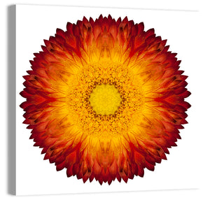 Kaleidoscopic Strawflower Wall Art