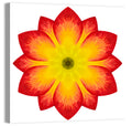 Primrose Radial Mandala Wall Art