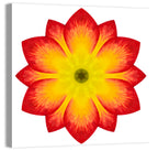 Primrose Radial Mandala Wall Art