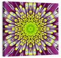 Mandala Chrysanthemum Macro Wall Art