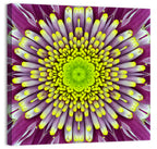 Mandala Chrysanthemum Macro Wall Art