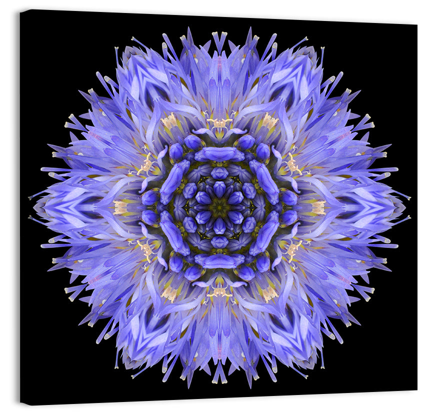 Mandala Cornflower Wall Art