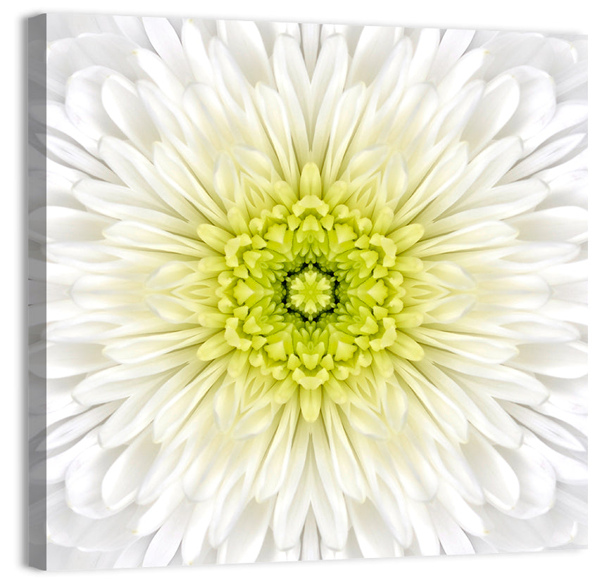 White Chrysanthemum Mandala Close Up Wall Art, canvas print, square