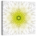 White Chrysanthemum Mandala Close Up Wall Art