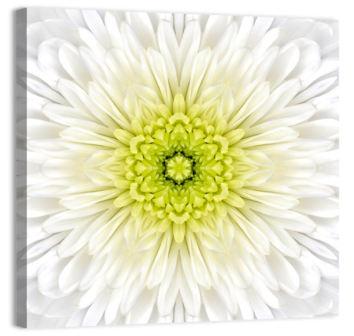 White Chrysanthemum Mandala Close Up Wall Art as a canvas print