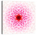 Pink Chrysanthemum Mandala with Deep Red Center Wall Art