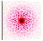 Pink Chrysanthemum Mandala with Deep Red Center Wall Art