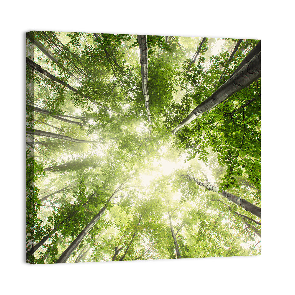 Misty Spring Forest Wall Art