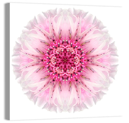 Pink Cornflower Wall Art