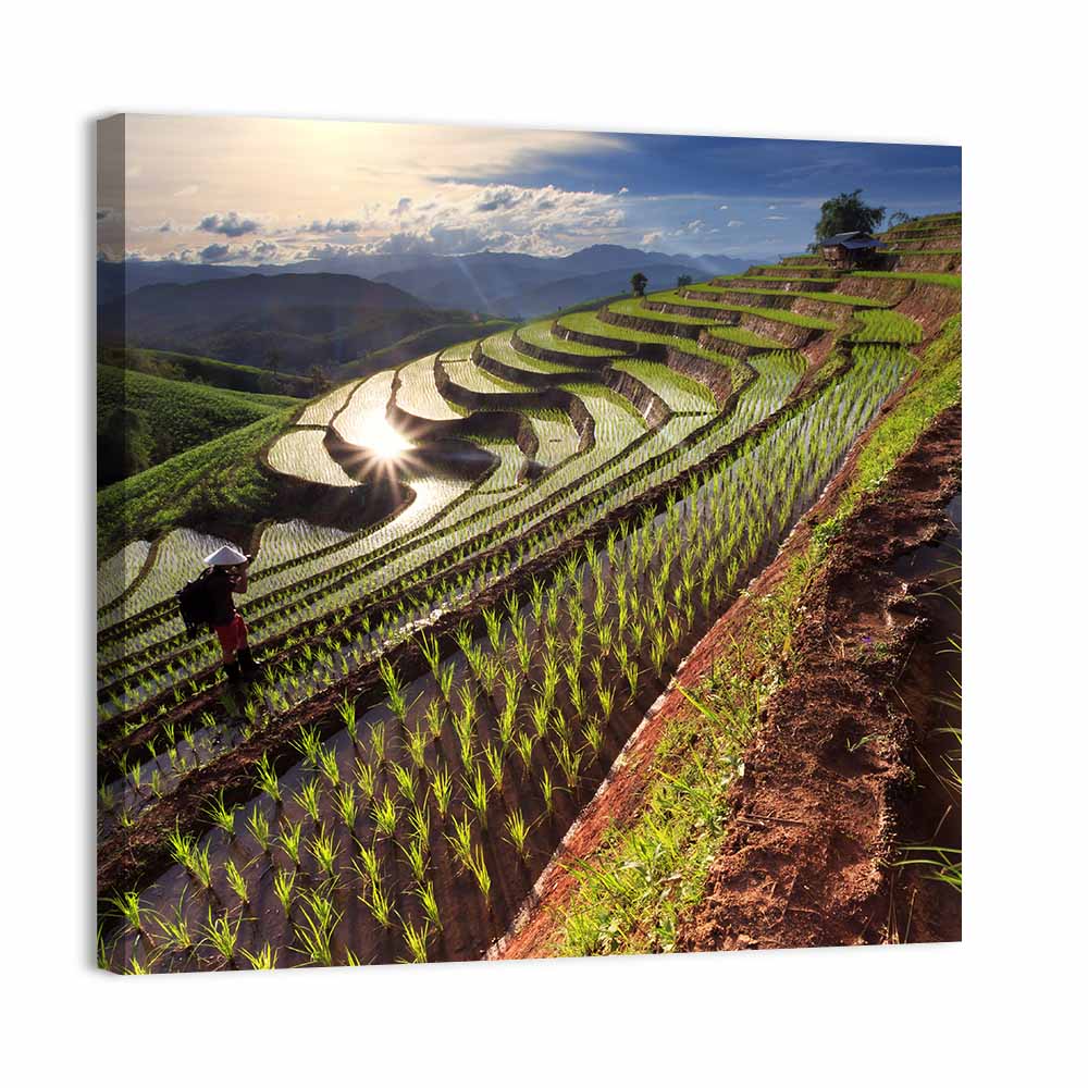 Chiang Mai Rice Terraces at Sunset Wall Art, canvas print, square