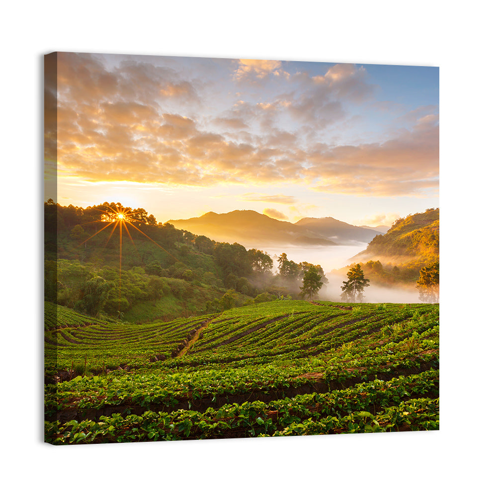 Strawberry Fields Sunrise Wall Art