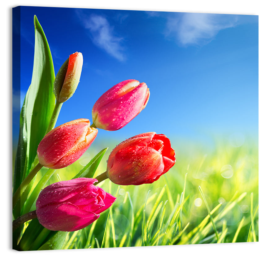 Dewy Red Tulips Under Blue Sky Wall Art