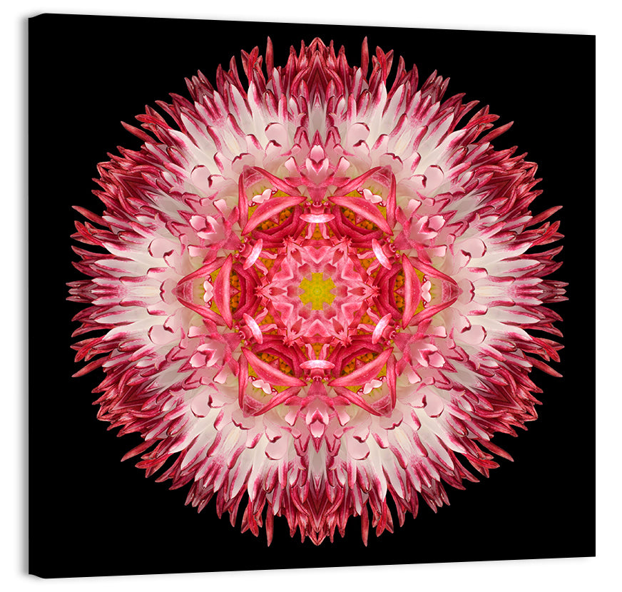 Magenta Chrysanthemum Star Mandala Wall Art