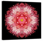 Magenta Chrysanthemum Star Mandala Wall Art