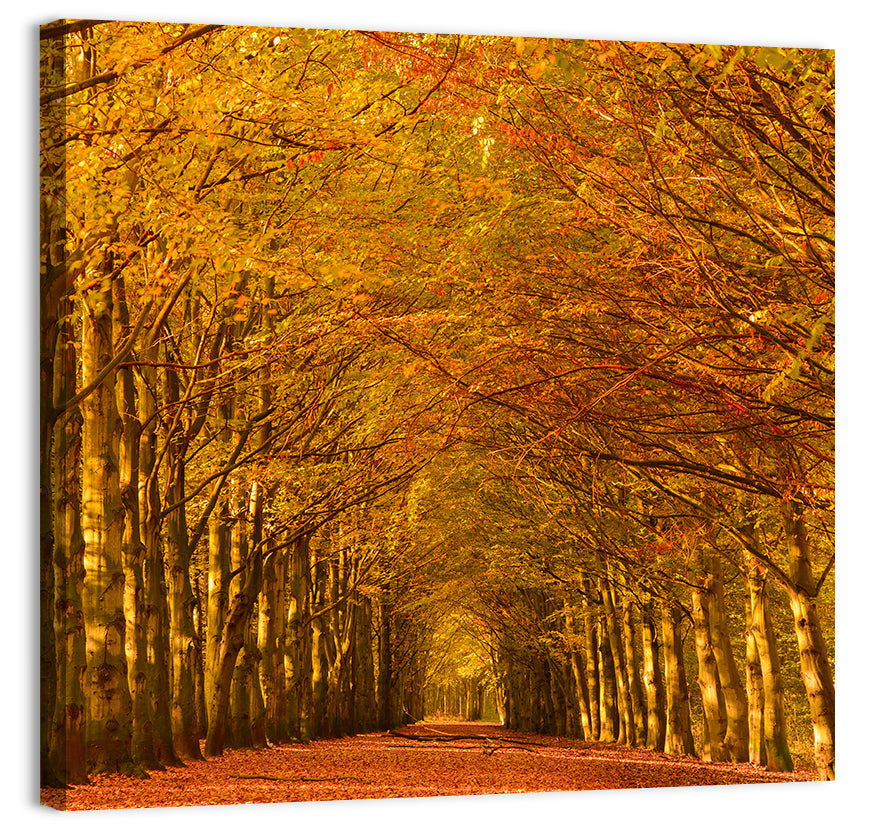 Golden Beech Tree Tunnel in Autumn Wall Art