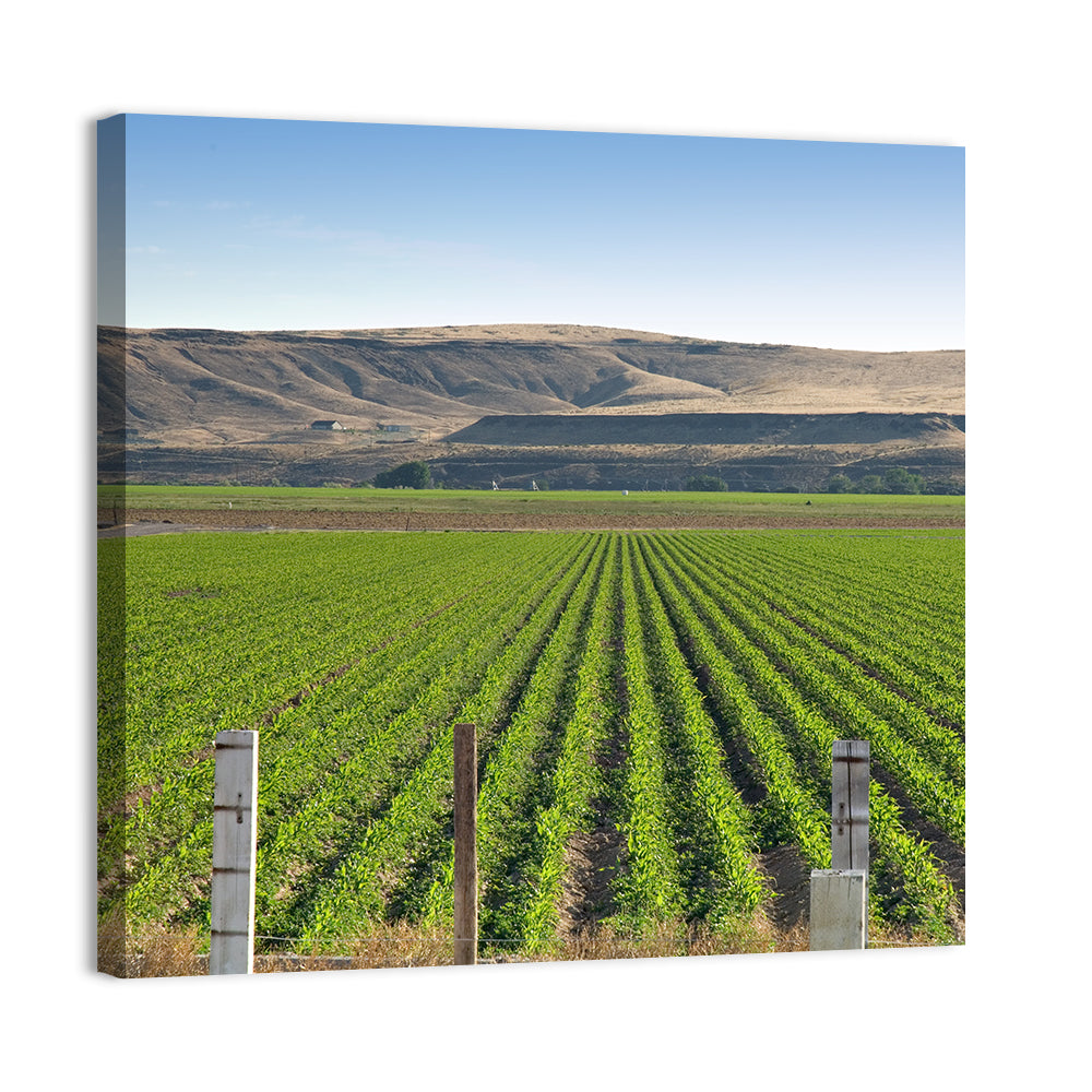 Idaho Corn Field Wall Art, canvas print, square