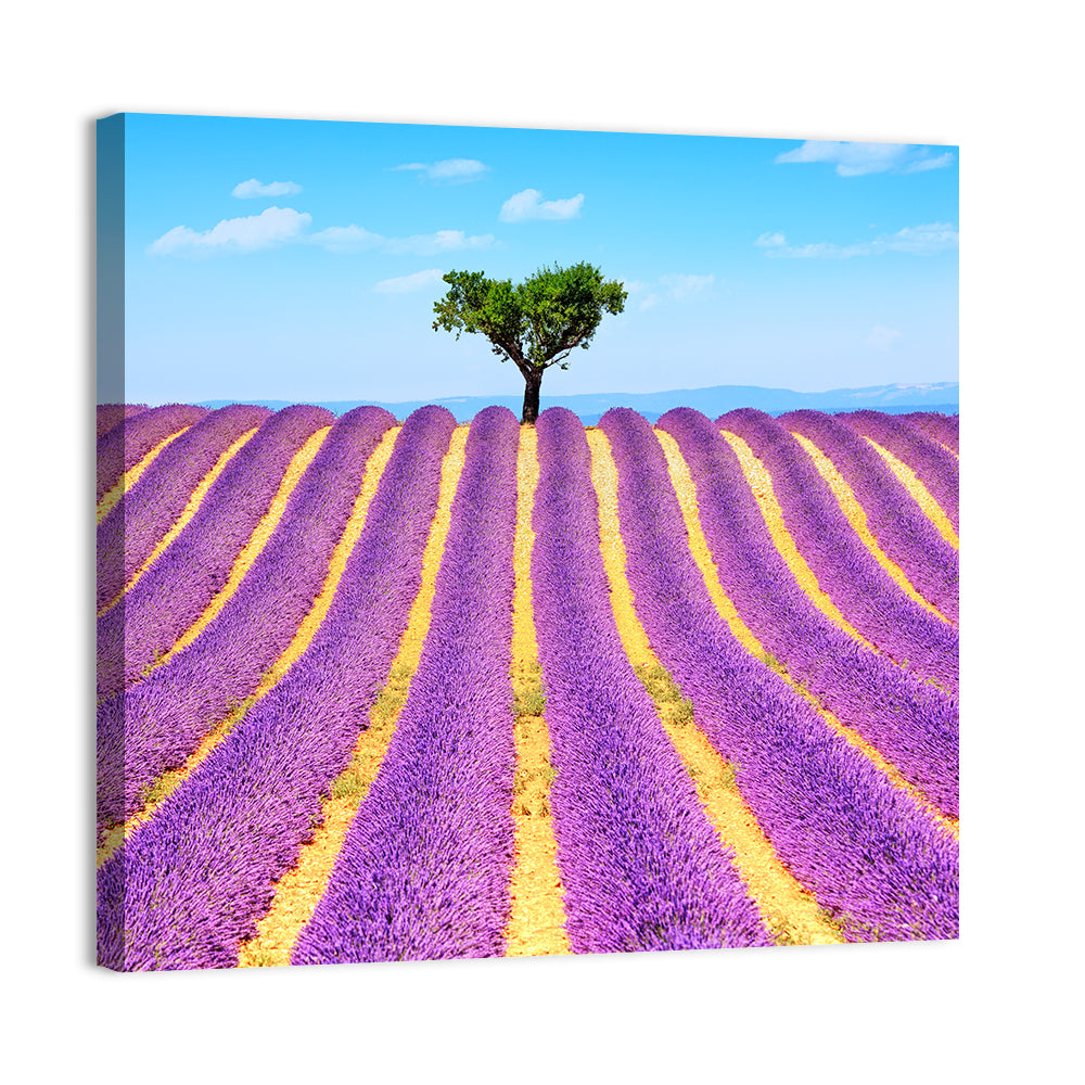 Lavender Field Wall Art, canvas print, square
