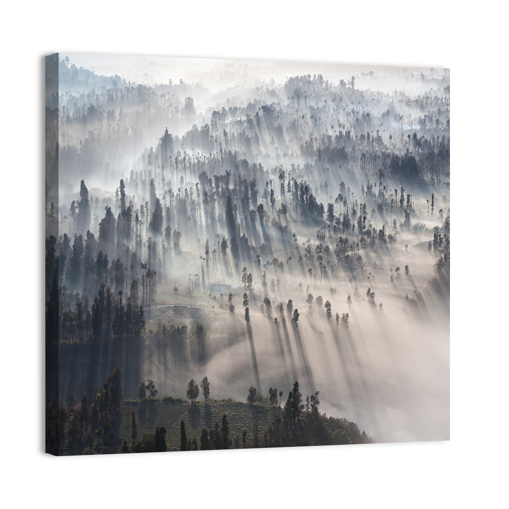 Foggy Forest Sunrise Wall Art