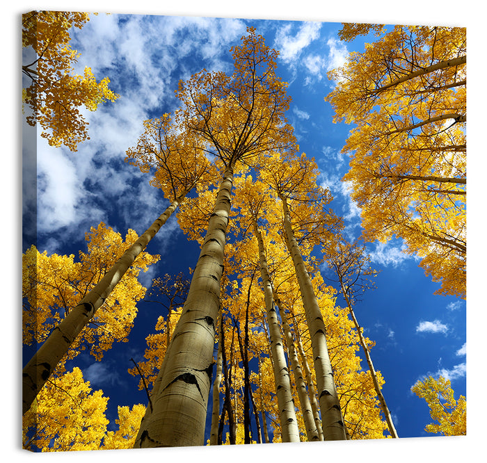 Golden Aspen Canopy View Wall Art as a canvas print