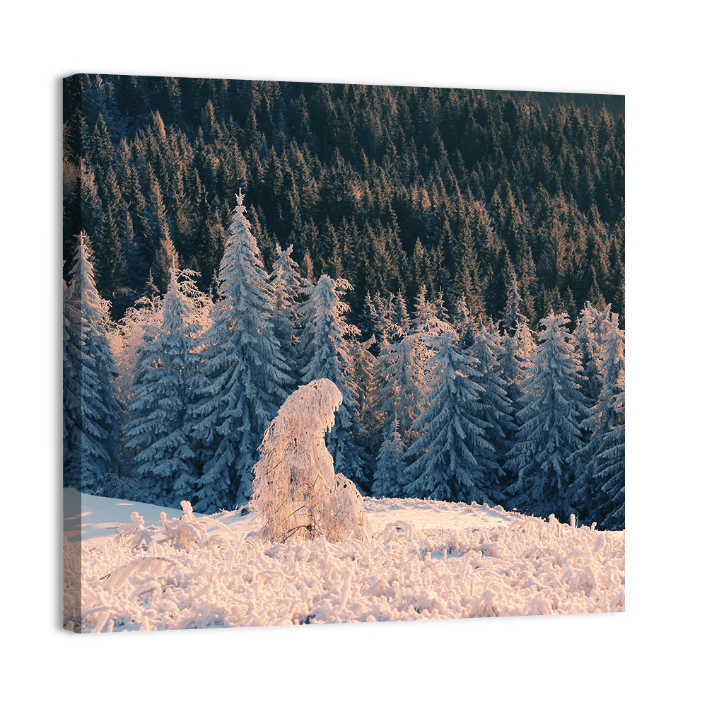 Carpathian Forest at Golden Hour Wall Art, canvas print, square