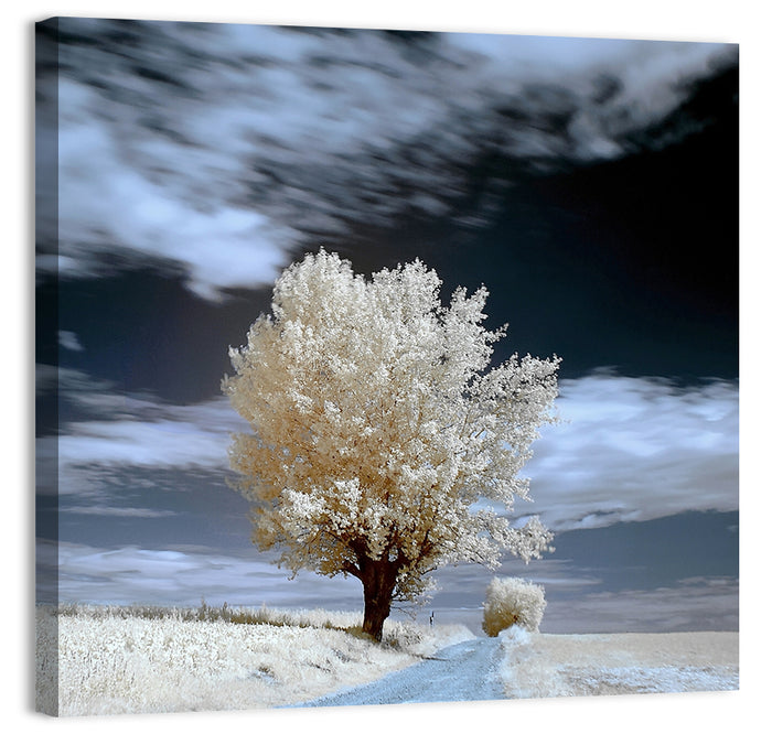 Infrared Winter Willow Tree Wall Art as a canvas print