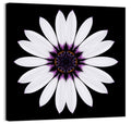 White Daisy Mandala on Black Wall Art