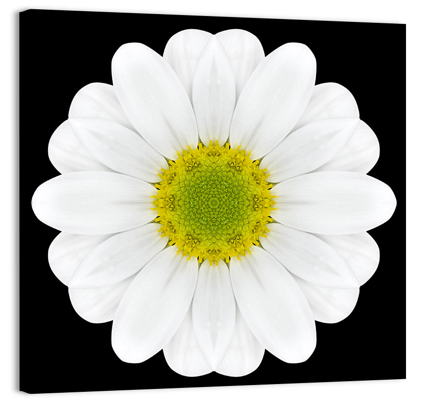 High Contrast Daisy Mandala Pattern Wall Art, canvas print, square