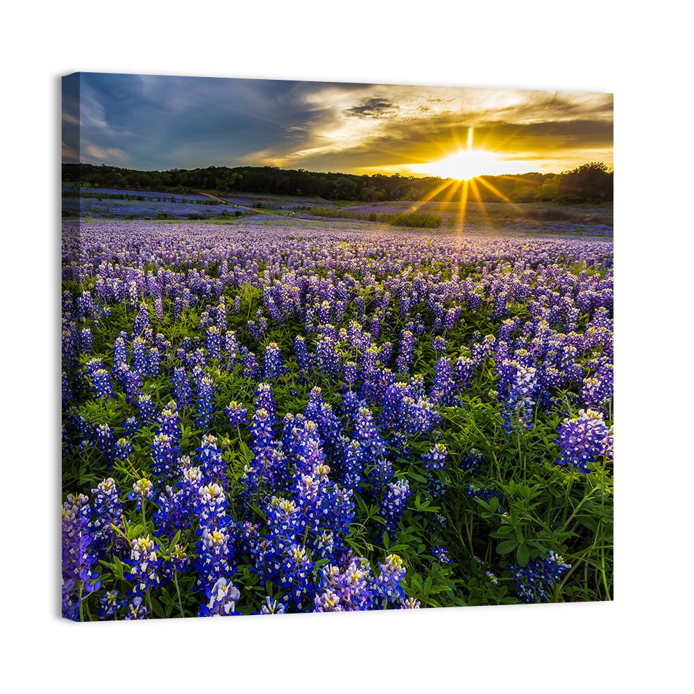 Texas Bluebonnet Field at Sunset Wall Art