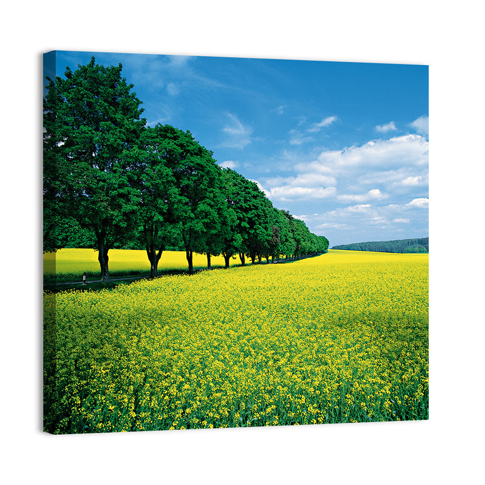Spring Field of Yellow Flowers Wall Art, canvas print, square