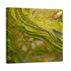 Macro Algae Stream Wall Art