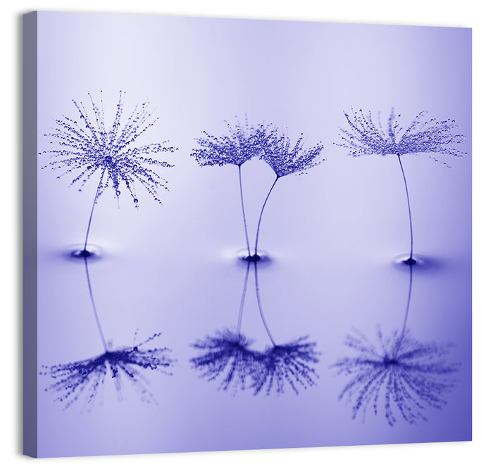 Blue Dandelion Seeds with Reflections Wall Art as a canvas print