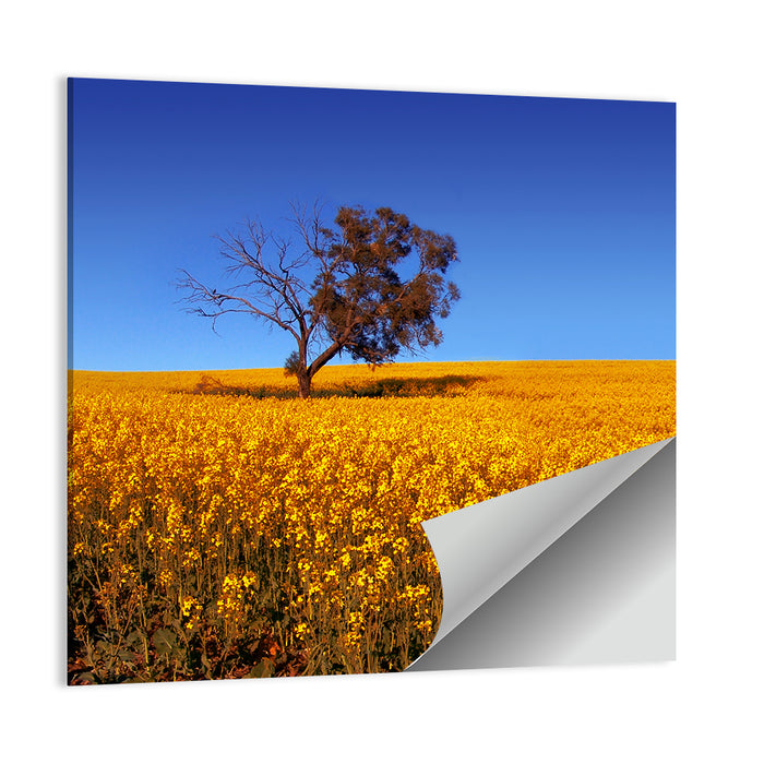 Canola Field with Lone Tree Wall Art as a poster print