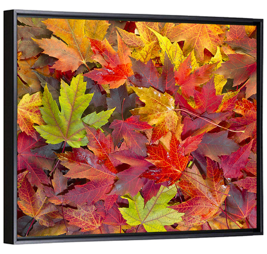 Autumn Maple Leaves Close-up Wall Art