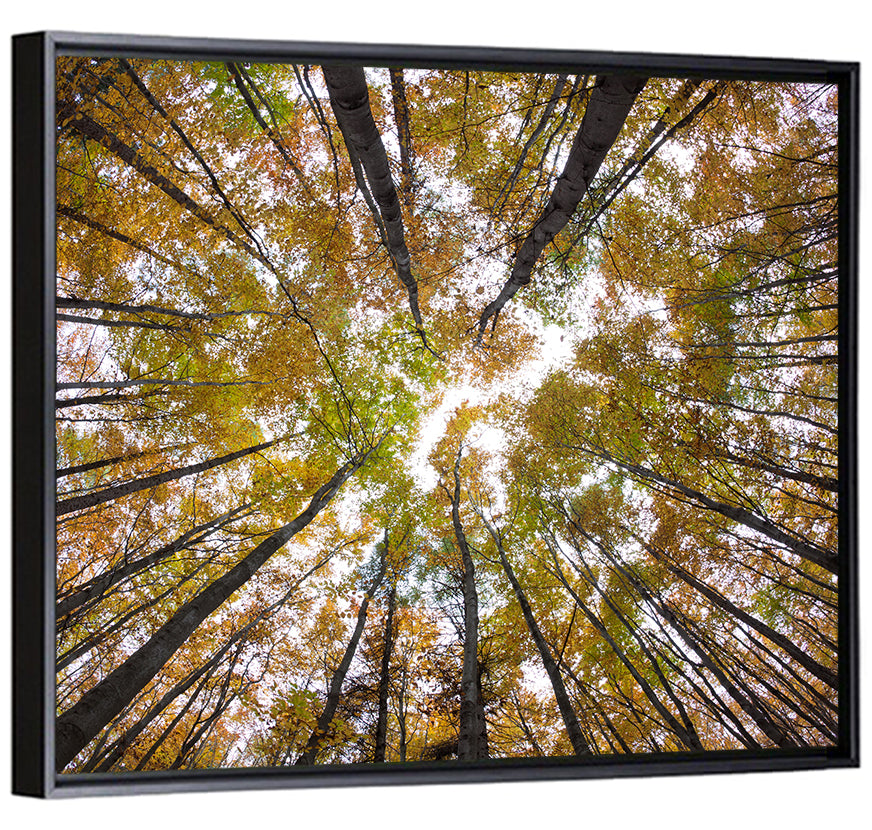 Autumn Forest Canopy Looking Up Wall Art